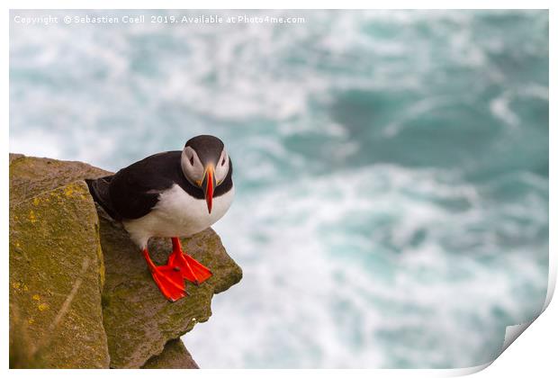 Iceland Puffin Print by Sebastien Coell