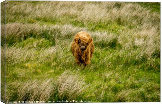 Highland Cow Canvas Print by Hannan Images
