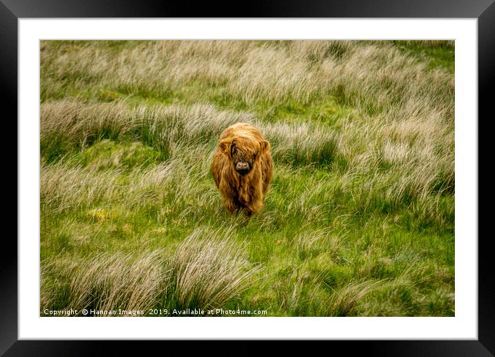 Highland Cow Framed Mounted Print by Hannan Images