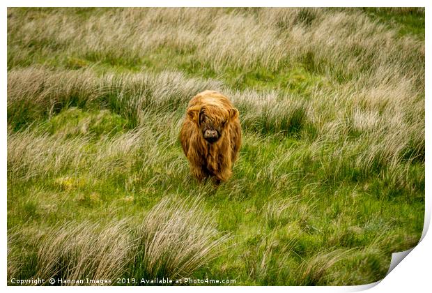 Highland Cow Print by Hannan Images