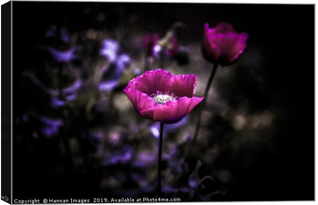 Purple Poppy Canvas Print by Hannan Images
