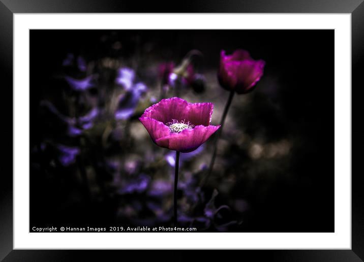 Purple Poppy Framed Mounted Print by Hannan Images