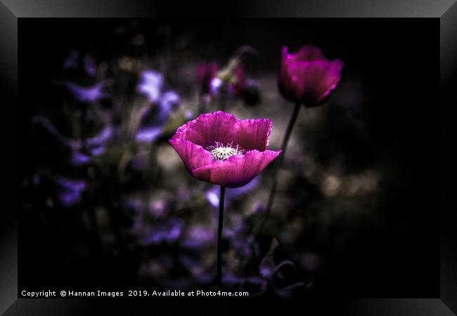 Purple Poppy Framed Print by Hannan Images