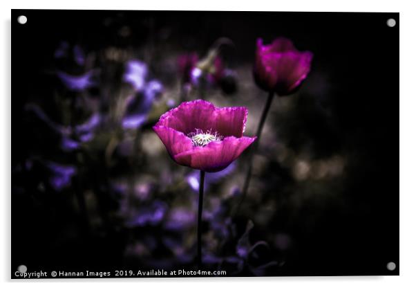 Purple Poppy Acrylic by Hannan Images