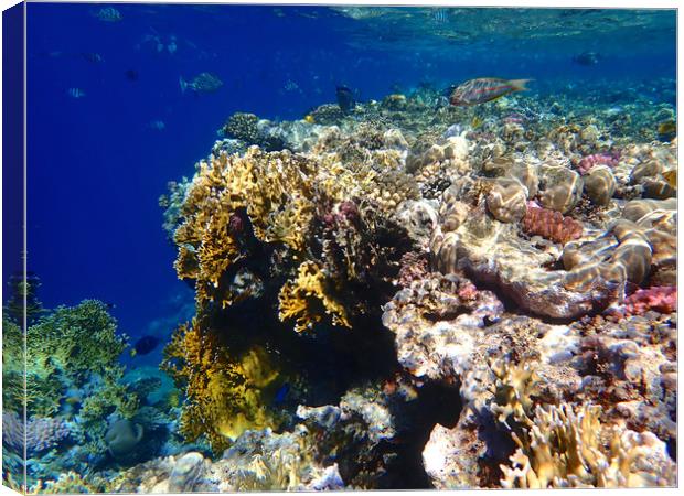 Red Sea Underwater Canvas Print by mark humpage