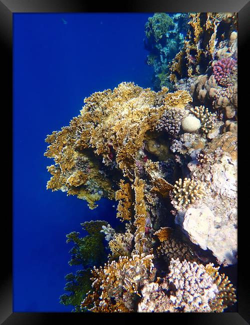 Red Sea Coral Framed Print by mark humpage