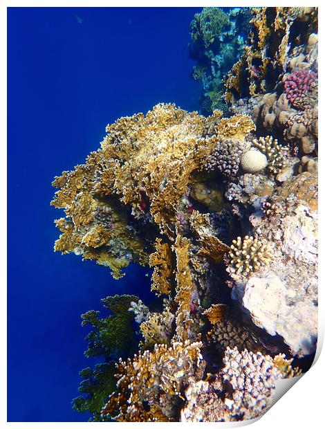 Red Sea Coral Print by mark humpage