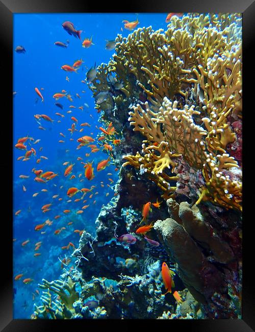 Red Sea Goldfish Framed Print by mark humpage