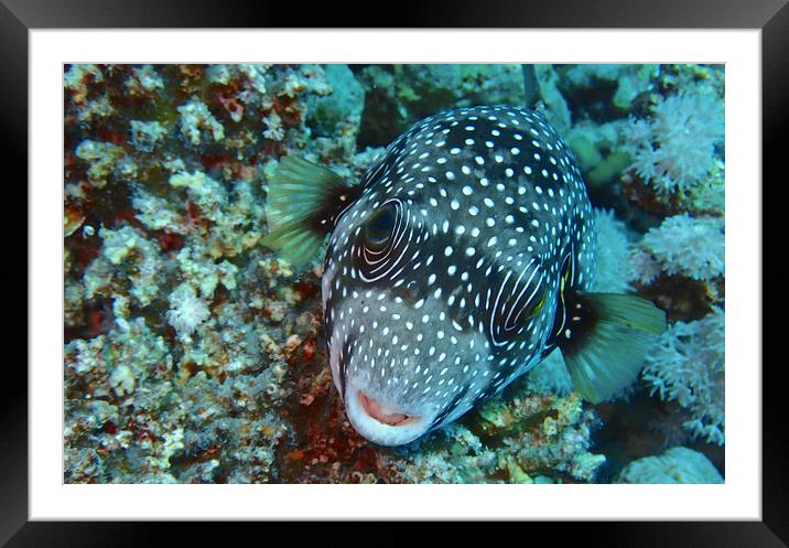 Red Sea Pufferfish Framed Mounted Print by mark humpage