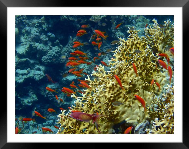 Red Sea Goldfish and Coral Framed Mounted Print by mark humpage
