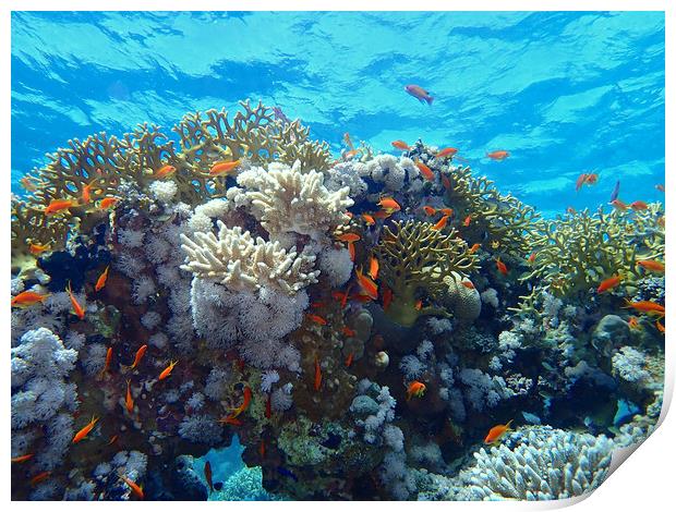 Red Sea Underwater life Print by mark humpage