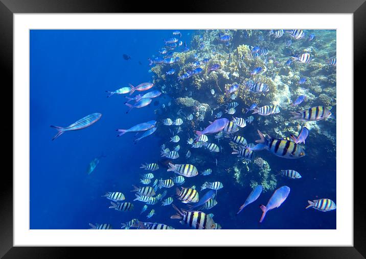 Red Sea Marine life  Framed Mounted Print by mark humpage