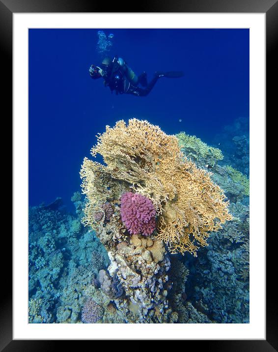 Diving through the Red Sea Coral Framed Mounted Print by mark humpage