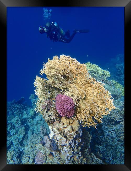 Diving through the Red Sea Coral Framed Print by mark humpage