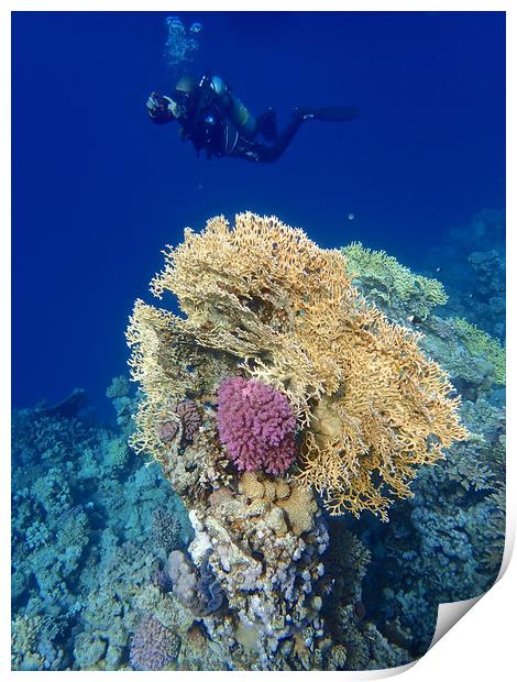 Diving through the Red Sea Coral Print by mark humpage