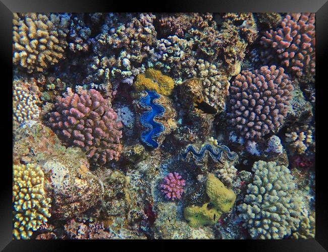 Red Sea Coral Colour Framed Print by mark humpage