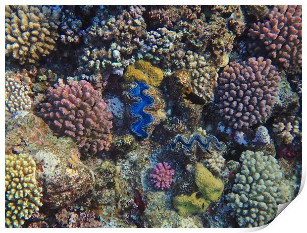 Red Sea Coral Colour Print by mark humpage