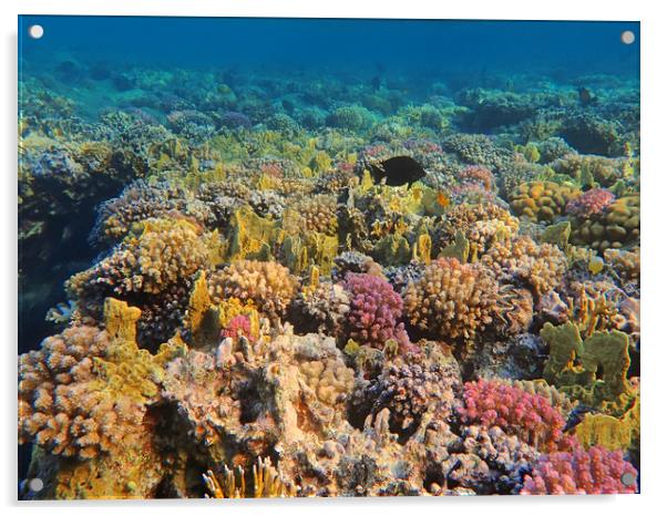 Marsa Alam Coral Acrylic by mark humpage