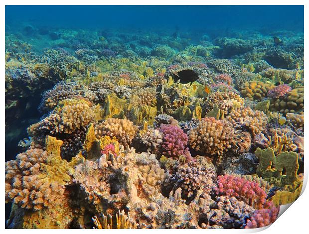 Marsa Alam Coral Print by mark humpage