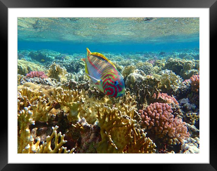 Rainbow Wrasse Red Sea Framed Mounted Print by mark humpage