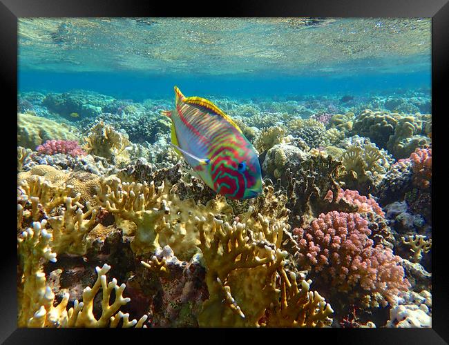 Rainbow Wrasse Red Sea Framed Print by mark humpage