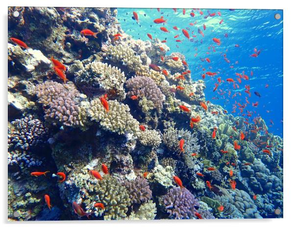 Elphinstone Reef, Red Sea Acrylic by mark humpage