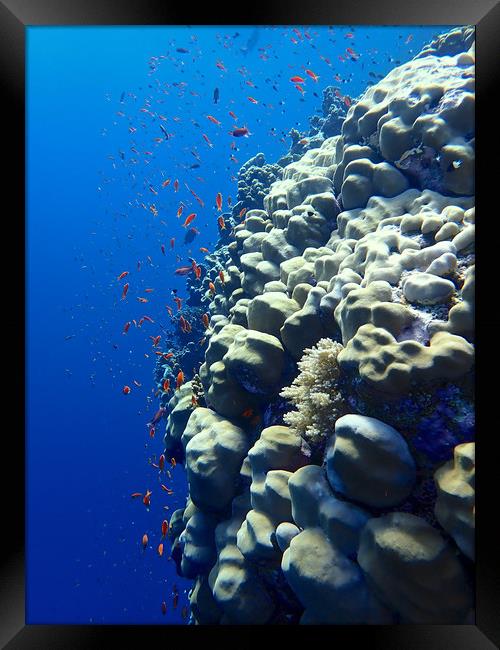 Elphinstone Reef Coral Framed Print by mark humpage