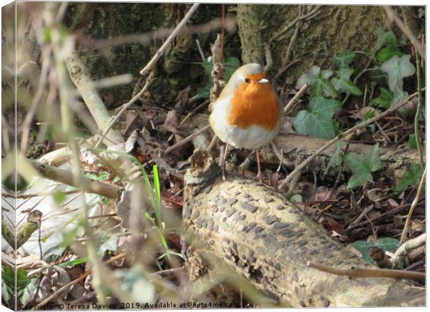 Robin in Woods Canvas Print by Teresa Davies