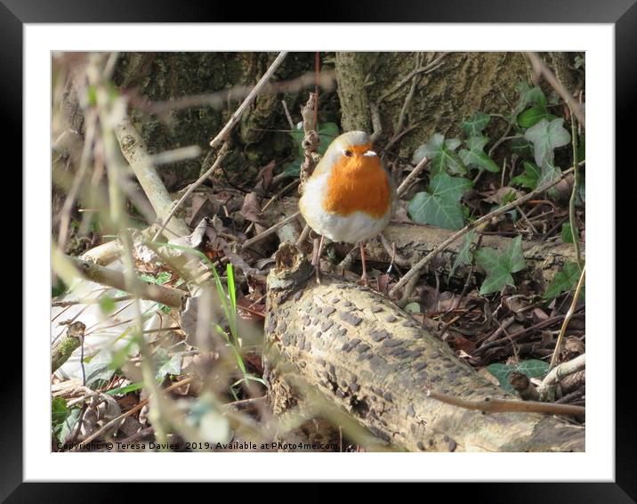 Robin in Woods Framed Mounted Print by Teresa Davies