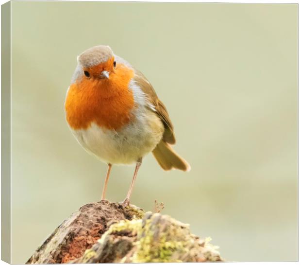 The Cheeky Robin Canvas Print by Jonathan Thirkell