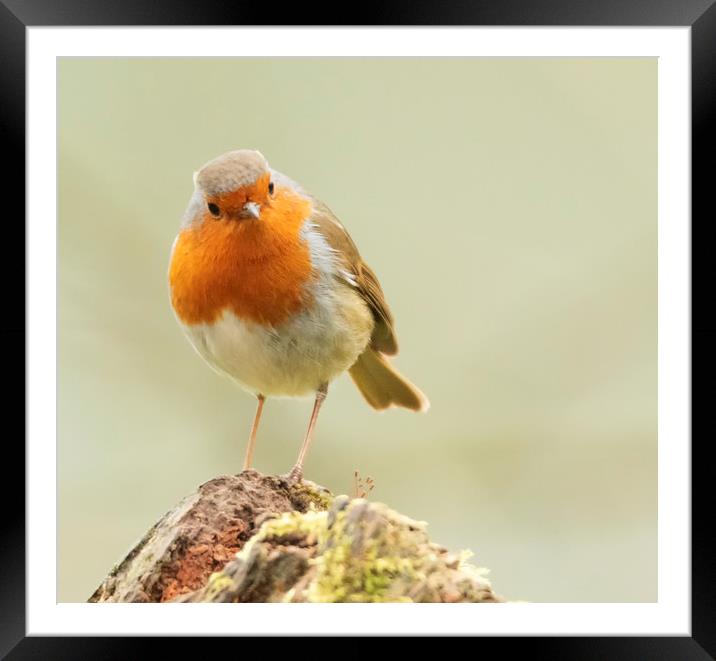 The Cheeky Robin Framed Mounted Print by Jonathan Thirkell