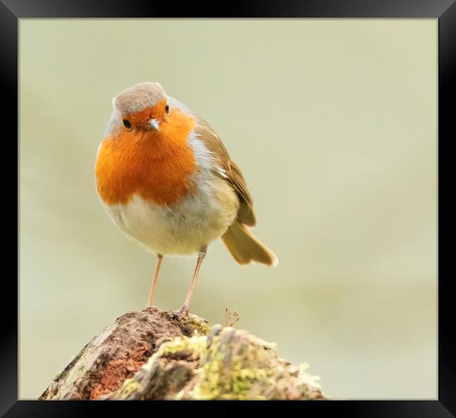 The Cheeky Robin Framed Print by Jonathan Thirkell