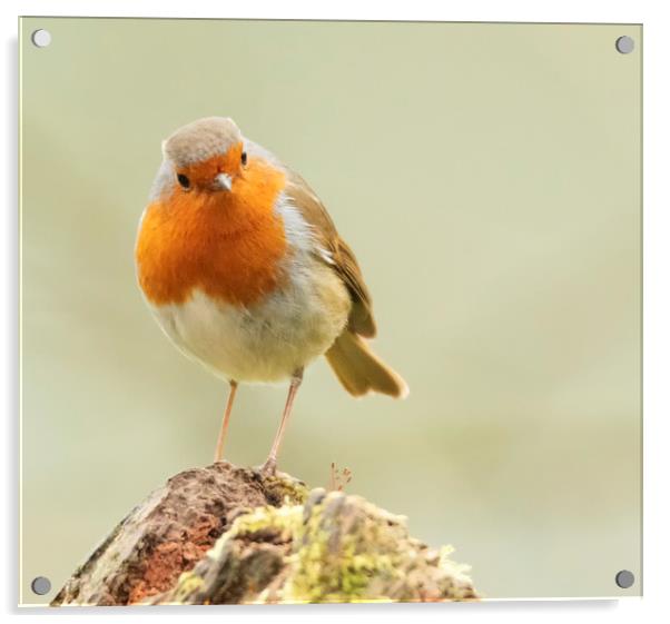 The Cheeky Robin Acrylic by Jonathan Thirkell