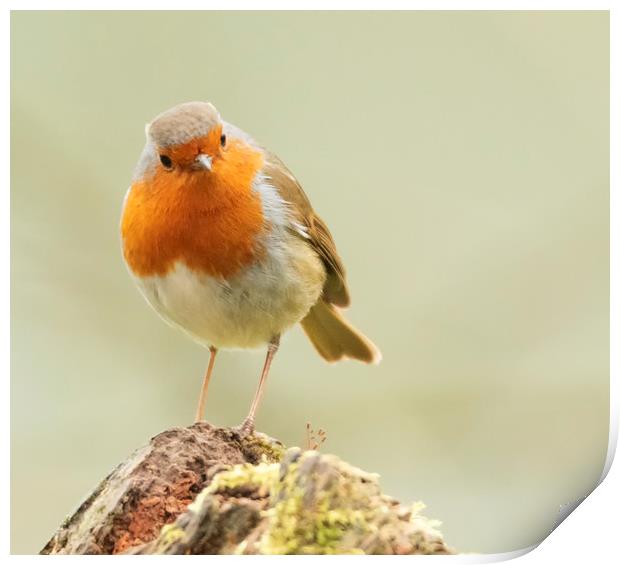 The Cheeky Robin Print by Jonathan Thirkell