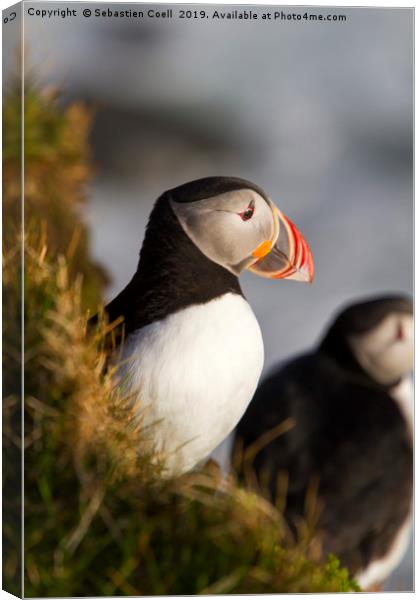 Iceland Puffin Canvas Print by Sebastien Coell
