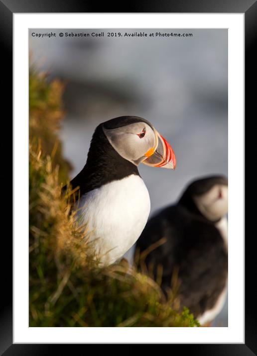 Iceland Puffin Framed Mounted Print by Sebastien Coell