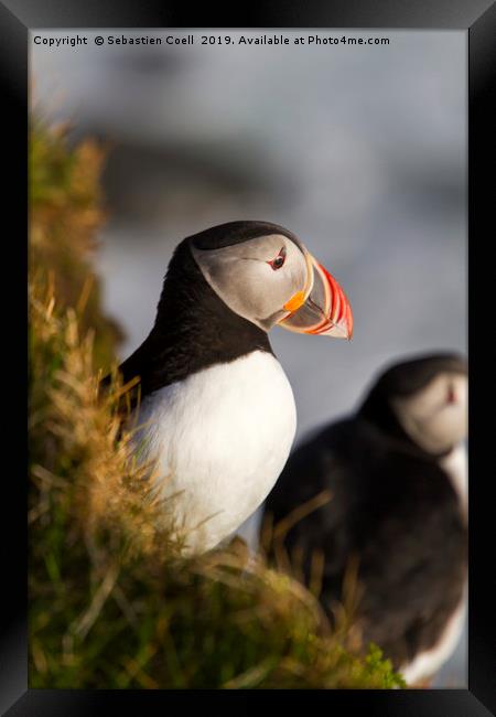 Iceland Puffin Framed Print by Sebastien Coell