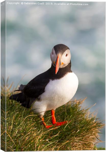 Iceland Puffin Canvas Print by Sebastien Coell