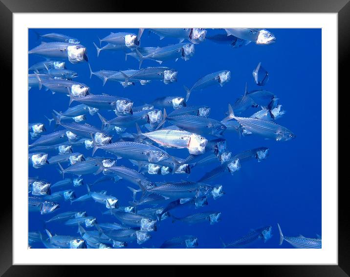 Red Sea Mackerel Framed Mounted Print by mark humpage