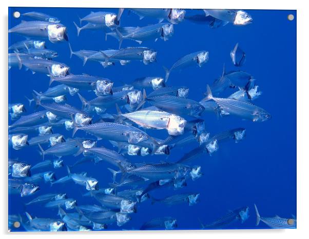 Red Sea Mackerel Acrylic by mark humpage