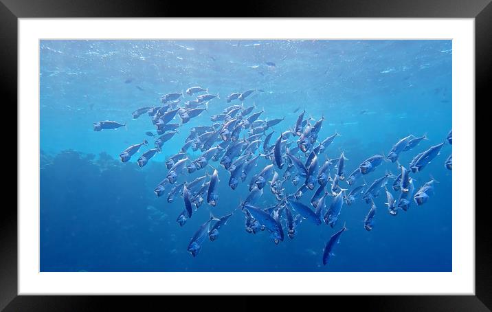 Open mouth Mackerel at Marsa Alam Framed Mounted Print by mark humpage