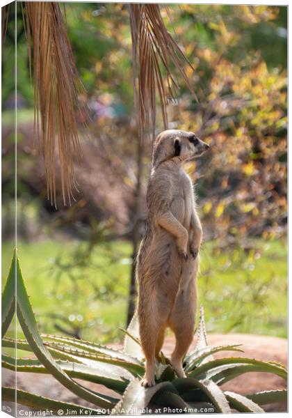 On Guard Canvas Print by Jim Key