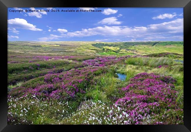Yorkshire Moors Heather and Cottongrass landscape Framed Print by Martyn Arnold