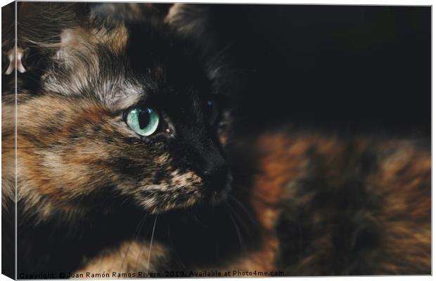 Pretty cat lying with green eyes looking to the si Canvas Print by Juan Ramón Ramos Rivero