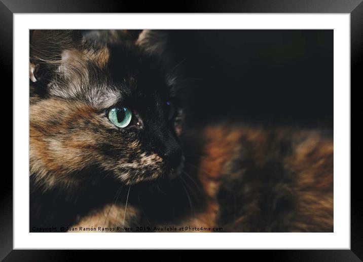 Pretty cat lying with green eyes looking to the si Framed Mounted Print by Juan Ramón Ramos Rivero