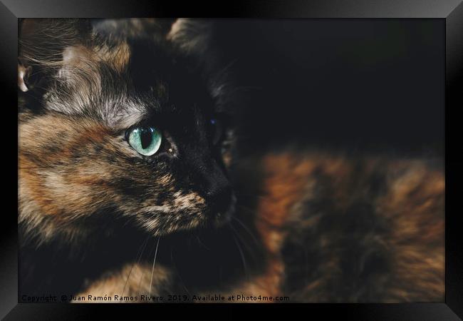 Pretty cat lying with green eyes looking to the si Framed Print by Juan Ramón Ramos Rivero