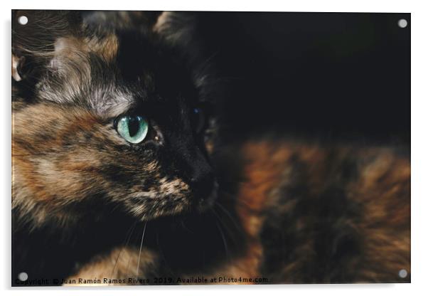 Pretty cat lying with green eyes looking to the si Acrylic by Juan Ramón Ramos Rivero