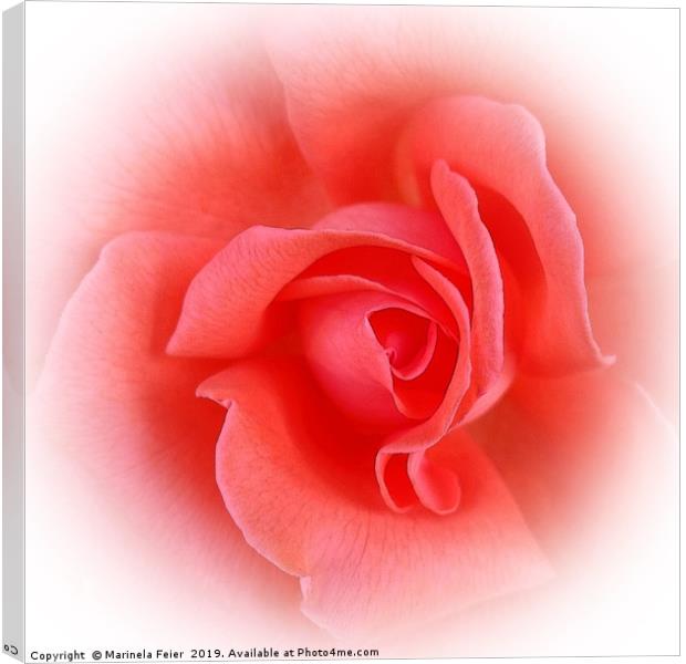 pink coral rose Canvas Print by Marinela Feier