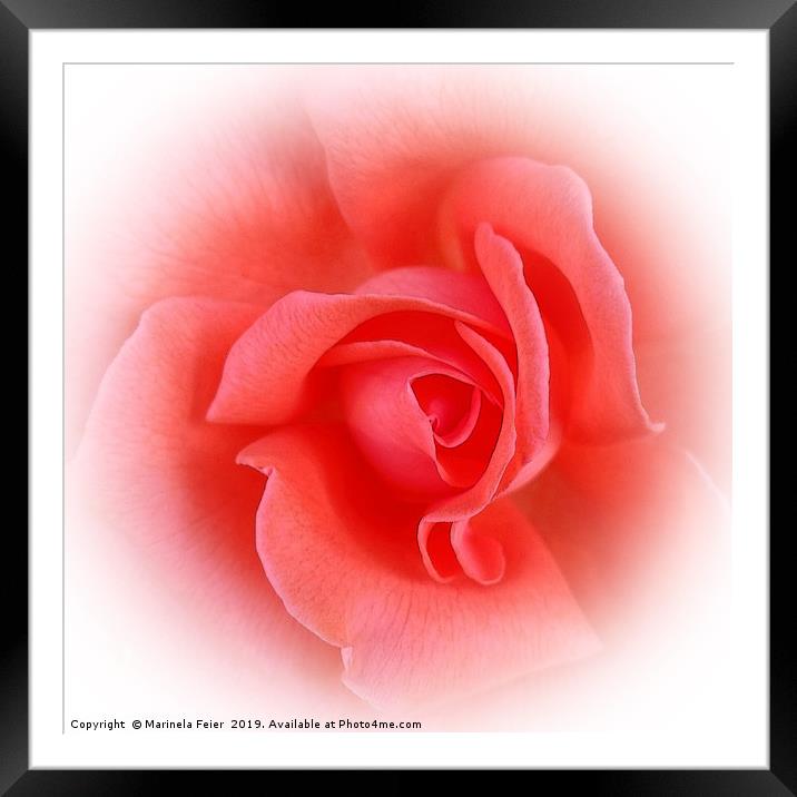 pink coral rose Framed Mounted Print by Marinela Feier