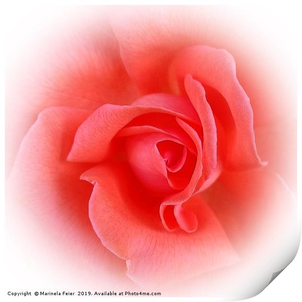 pink coral rose Print by Marinela Feier